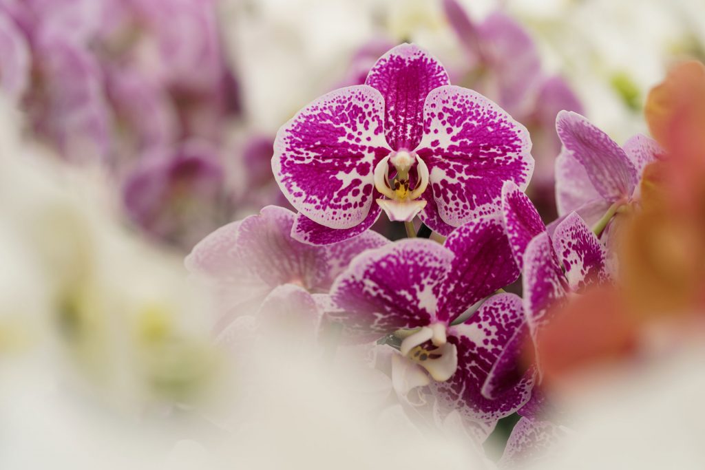 Hark Orchideen - Genetik Pool