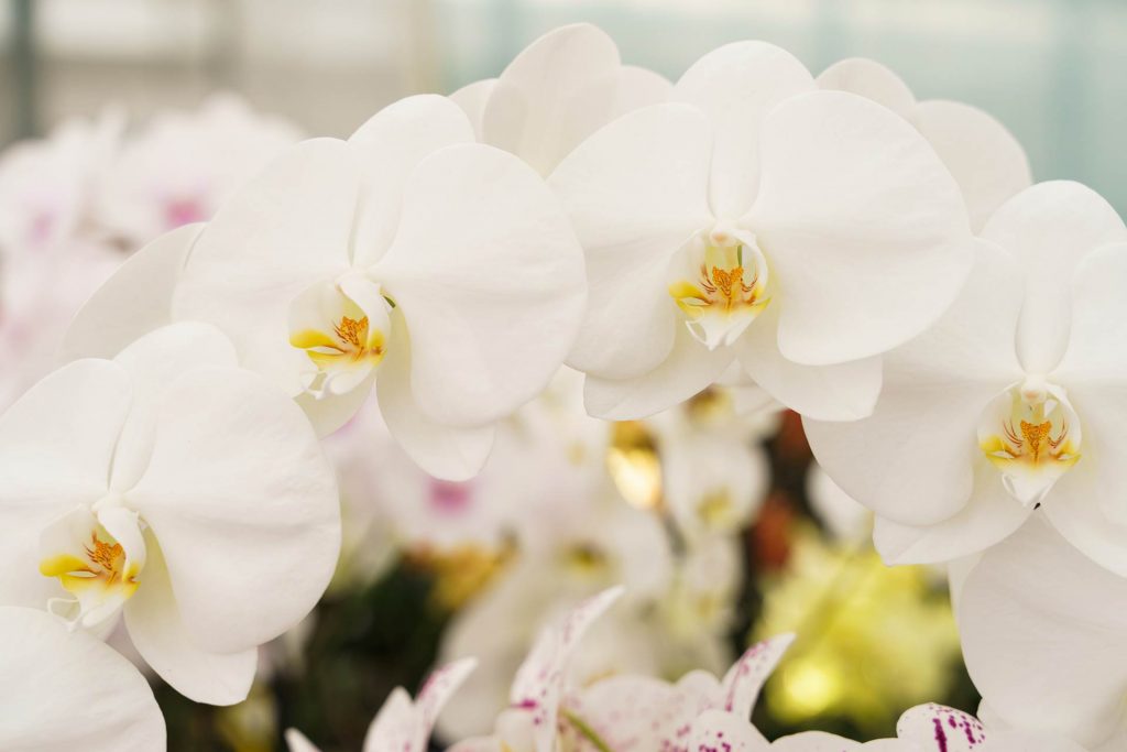 Hark Orchideen - Krankheiten