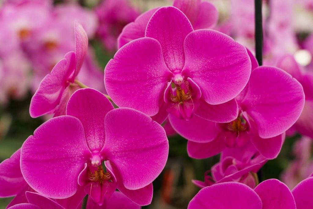 Hark Orchideen - Produkte