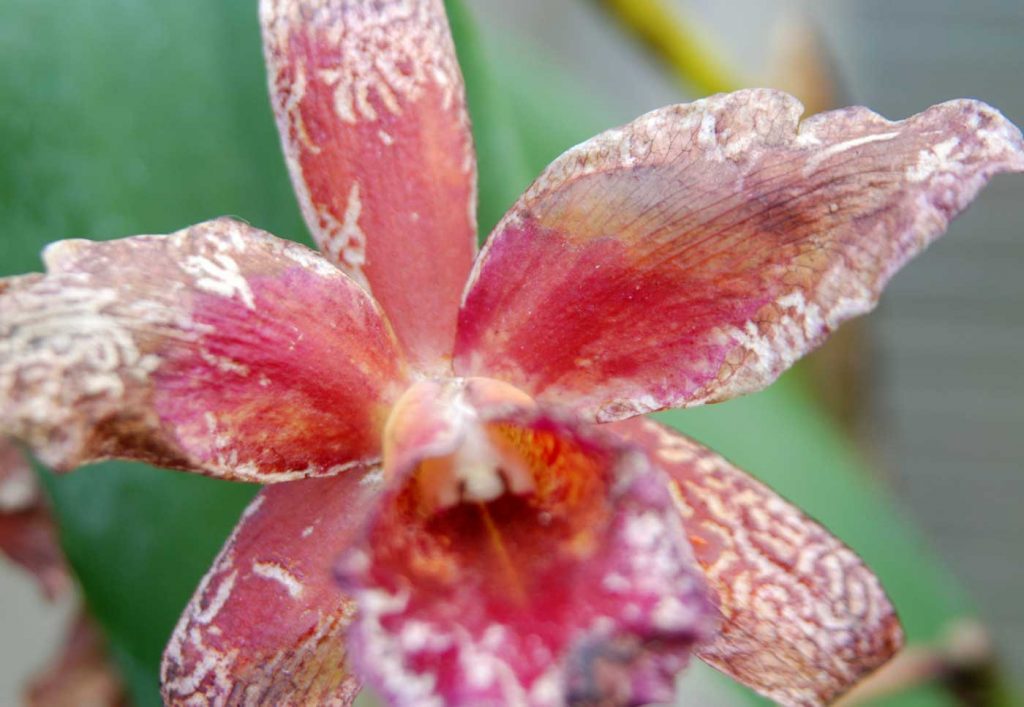 Cattleya: Orchideenthrips (Dichromothrips corbetti) - © Holger Nennmann