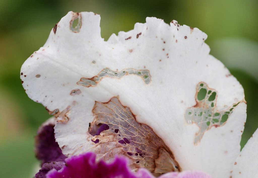 Cattleya: Fraß durch Nacktschnecken an Blüte - © Holger Nennmann