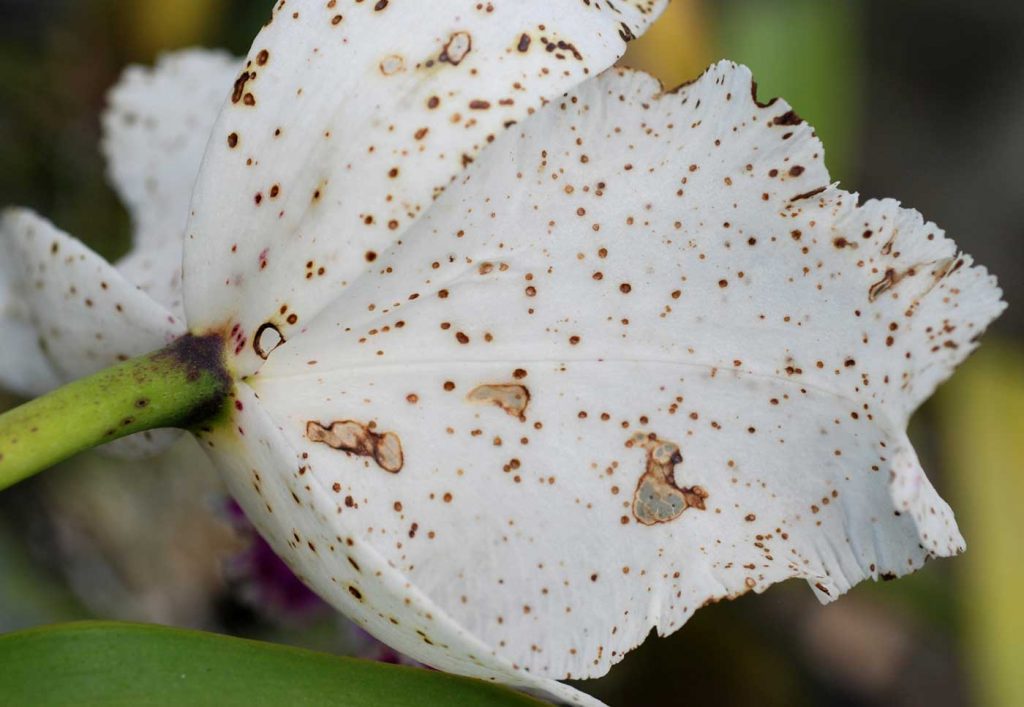 Cattleya: Botrytis cinerea an Blüte - © Holger Nennmann