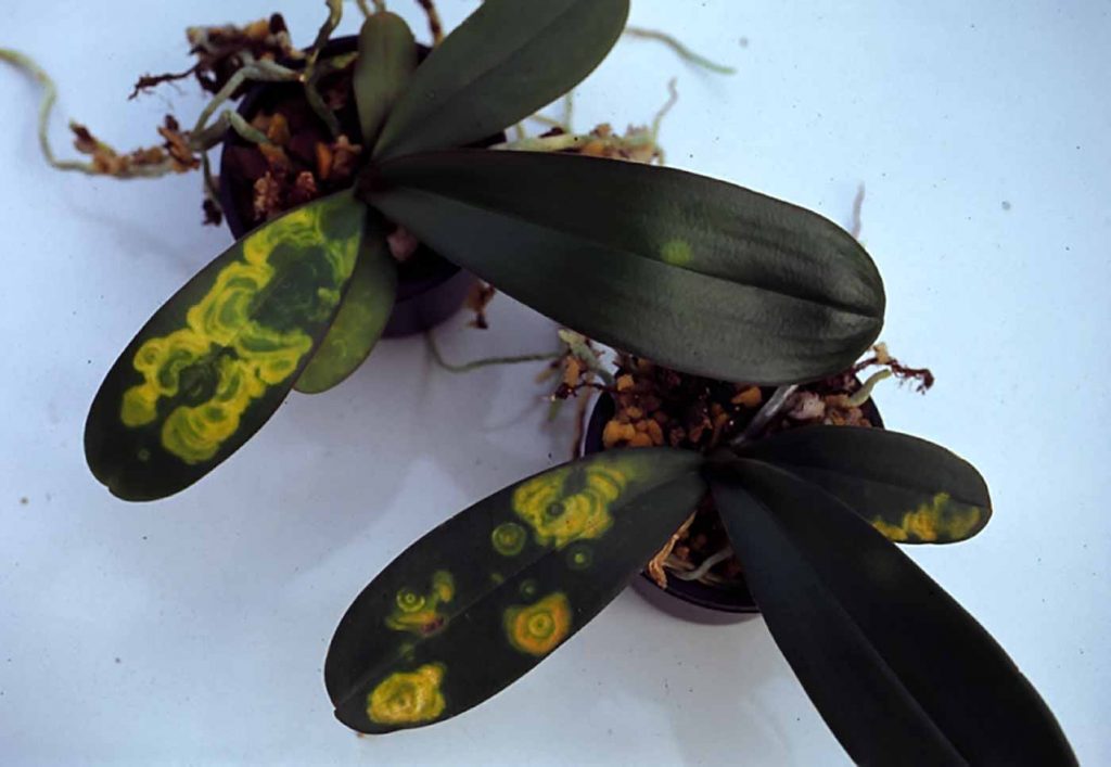 Phalaenopsis: Tospo-Virus - Chlorotische Ringmuster - © Holger Nennmann
