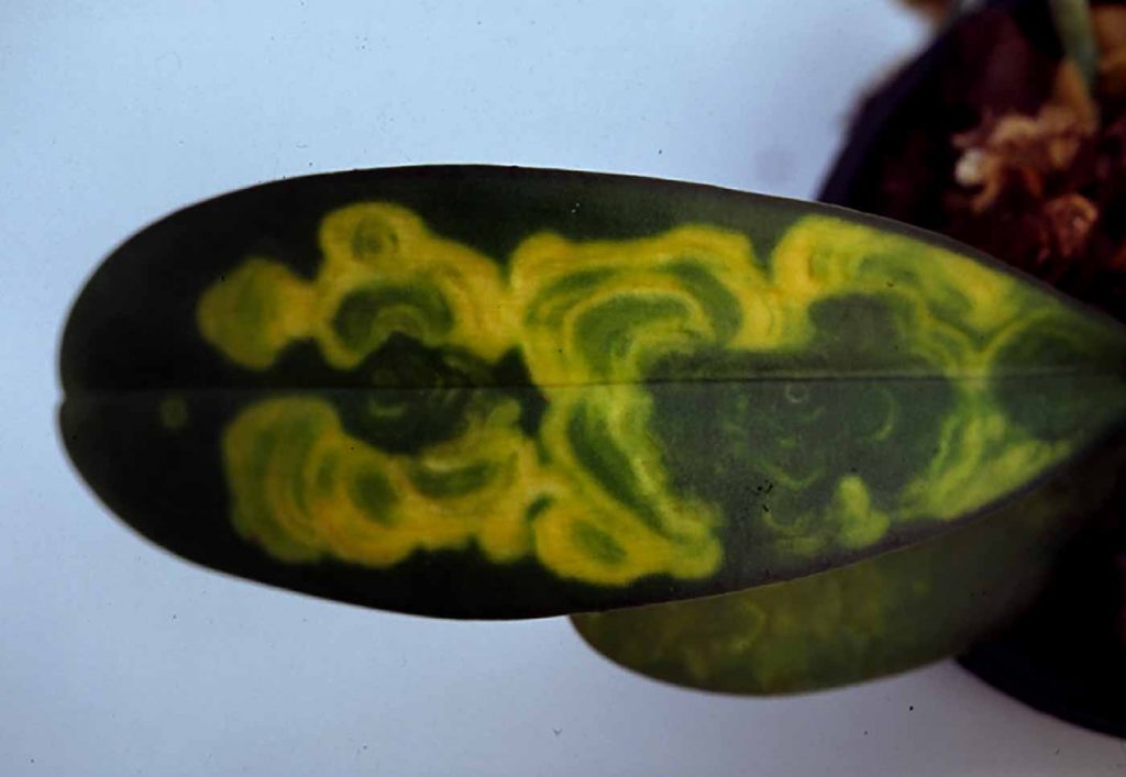 Phalaenopsis: Tospo-Virus - Chlorotische Ringmuster - © Holger Nennmann