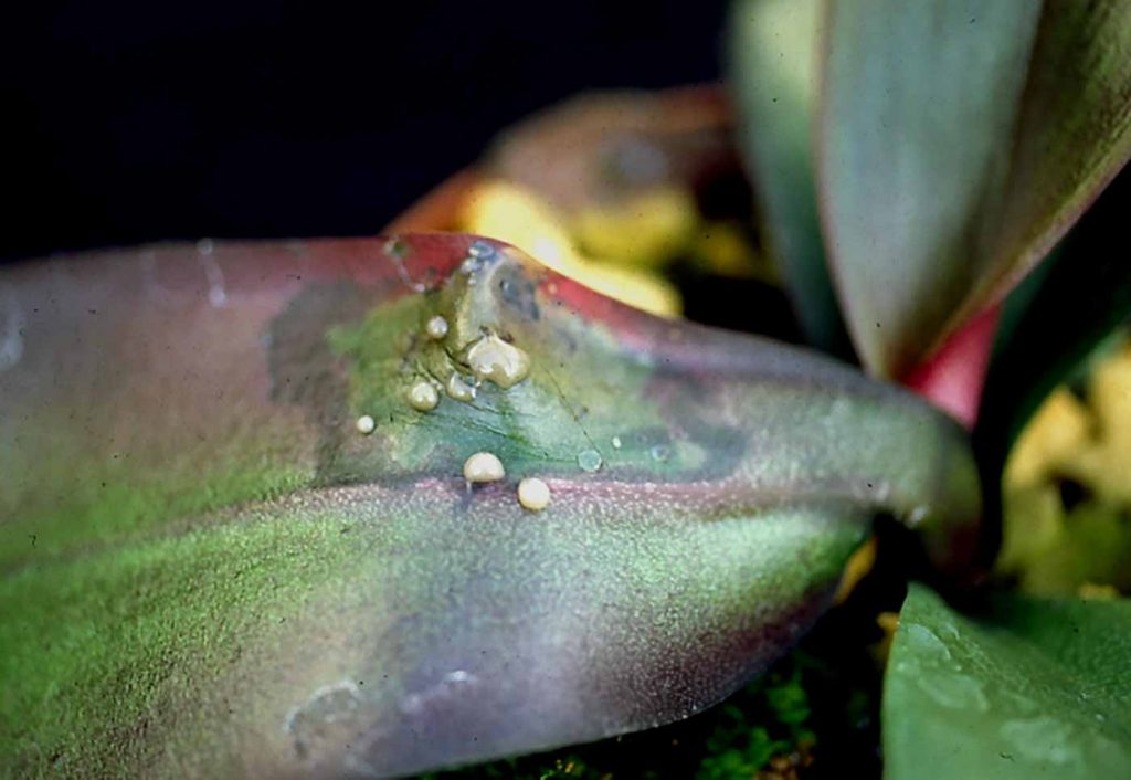 Phalaenopsis: Erwinia-Nassfäule mit hochinfektiösem Bakterienschleim - © Holger Nennmann