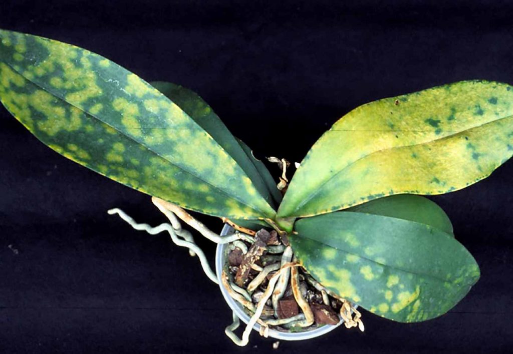 Phalaenopsis: Potex-Virus - © Holger Nennmann