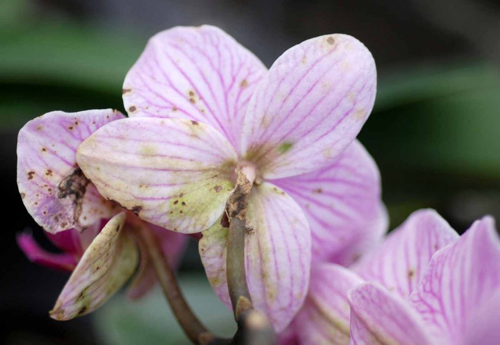 Phalaenopsis: Acidovorax avenae, Flecken auf Blüte - © Holger Nennmann