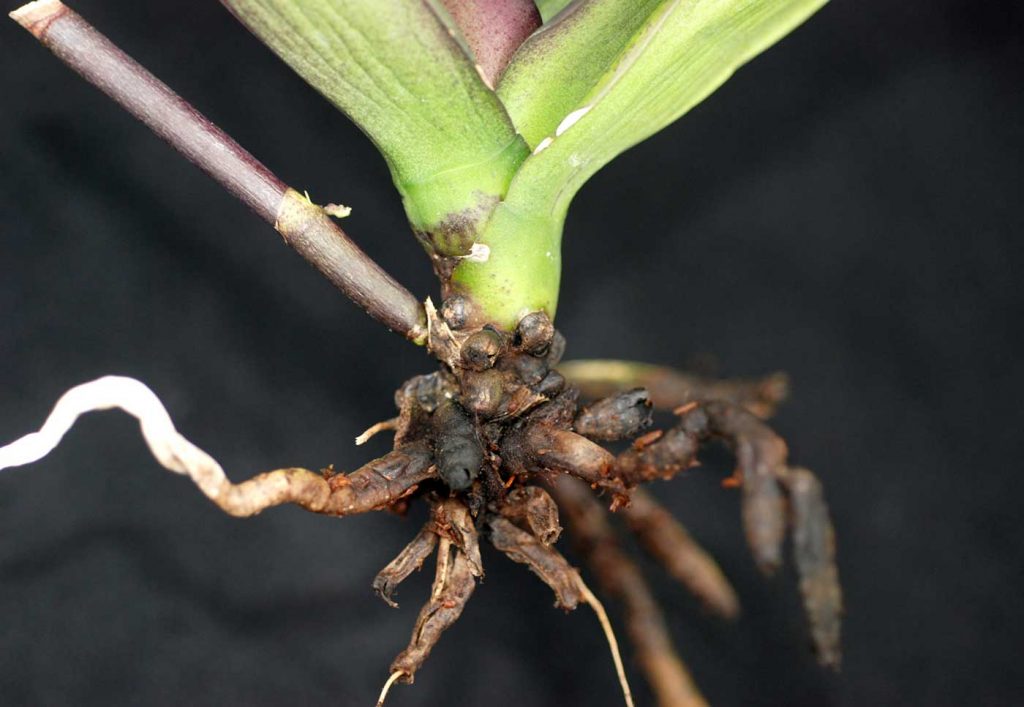 Phalaenopsis: Wurzelfäule, Fusarium oxysporum - © Holger Nennmann