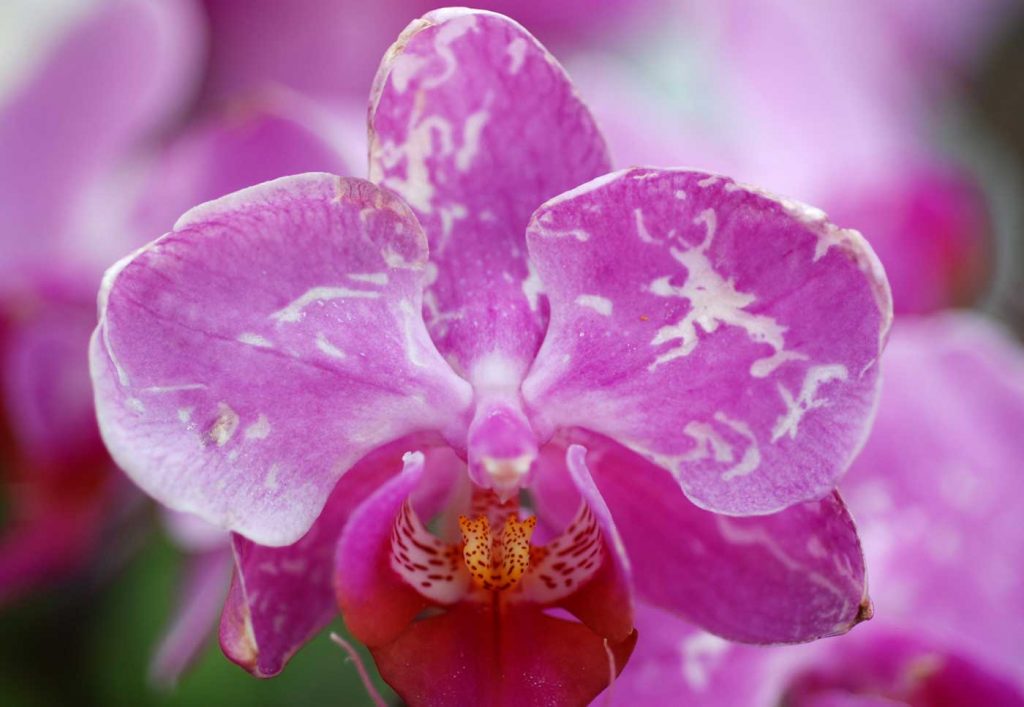 Phalaenopsis: Orchideenthrips (Dichromothrips corbetti) - © Holger Nennmann