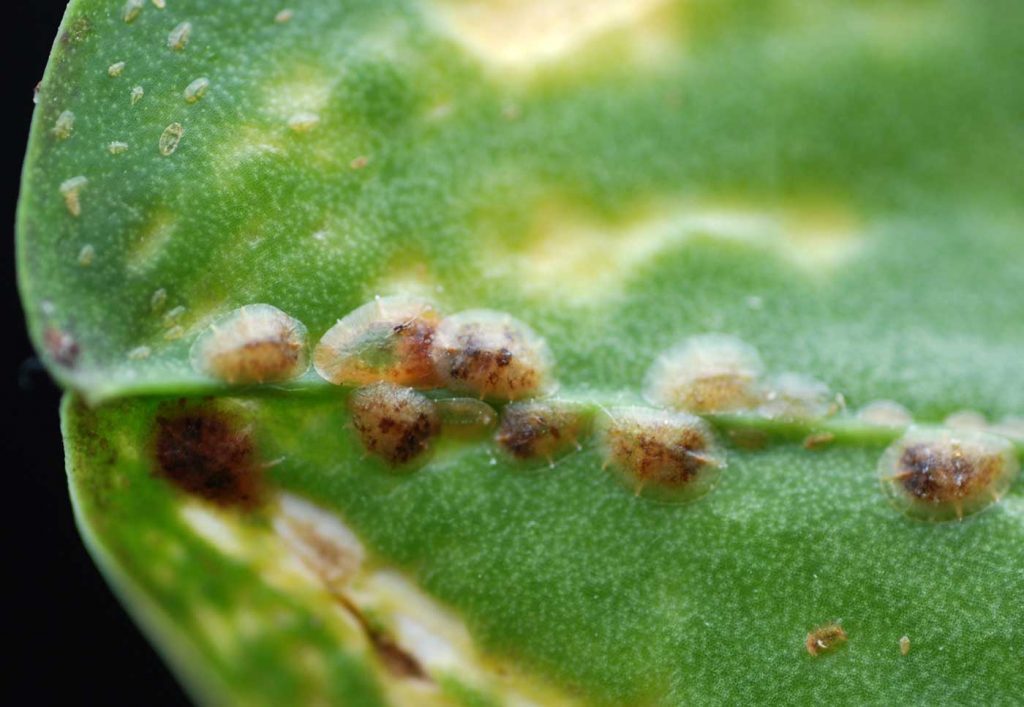 Phalaenopsis: Napfschildläuse (Coccus hesperidum) - © Holger Nennmann
